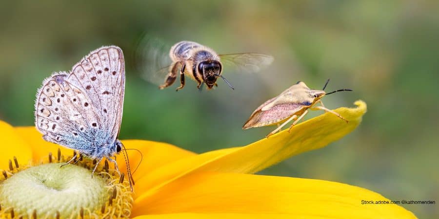 biodiversité